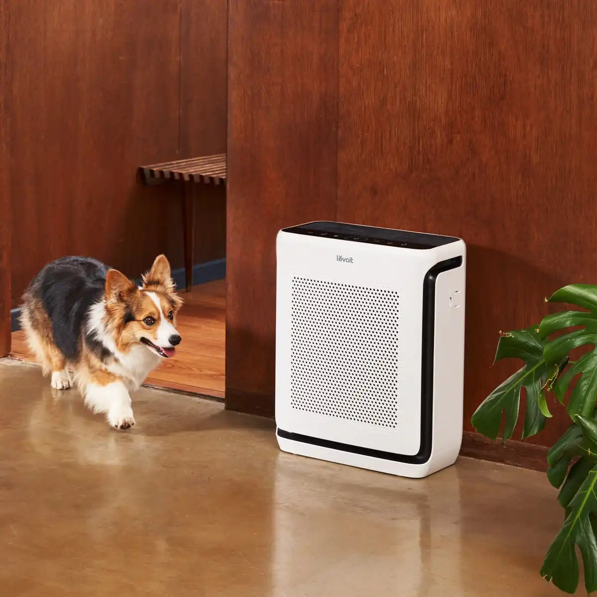  levoitairpurifier.it.com